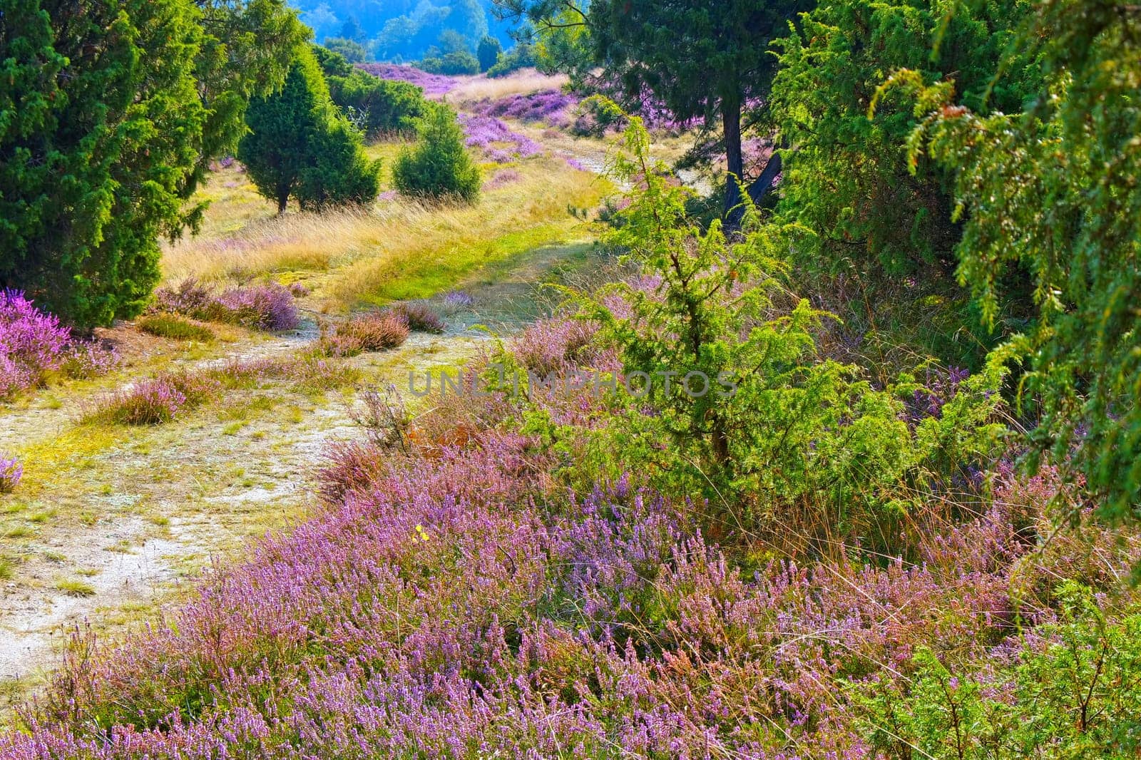 landscape Lueneburg Heath in autumn near Wilsede