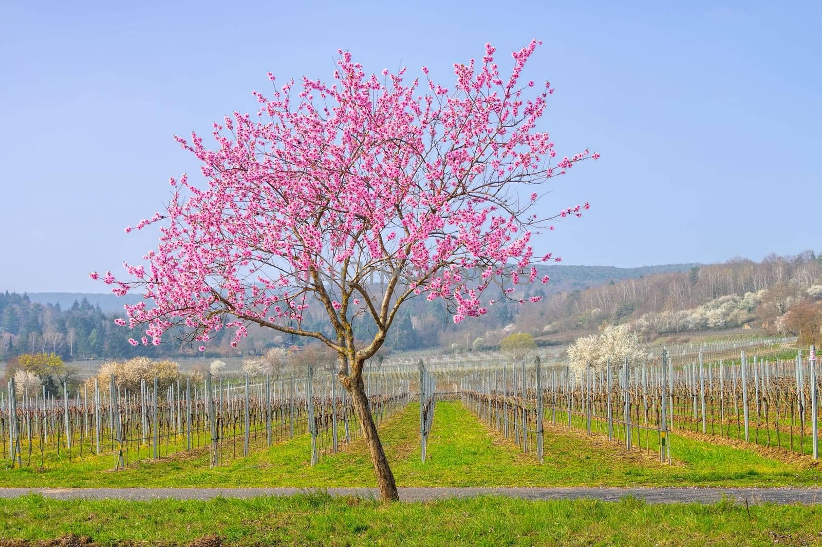 almond blossom in Rhineland Palatinate in spring, Germany