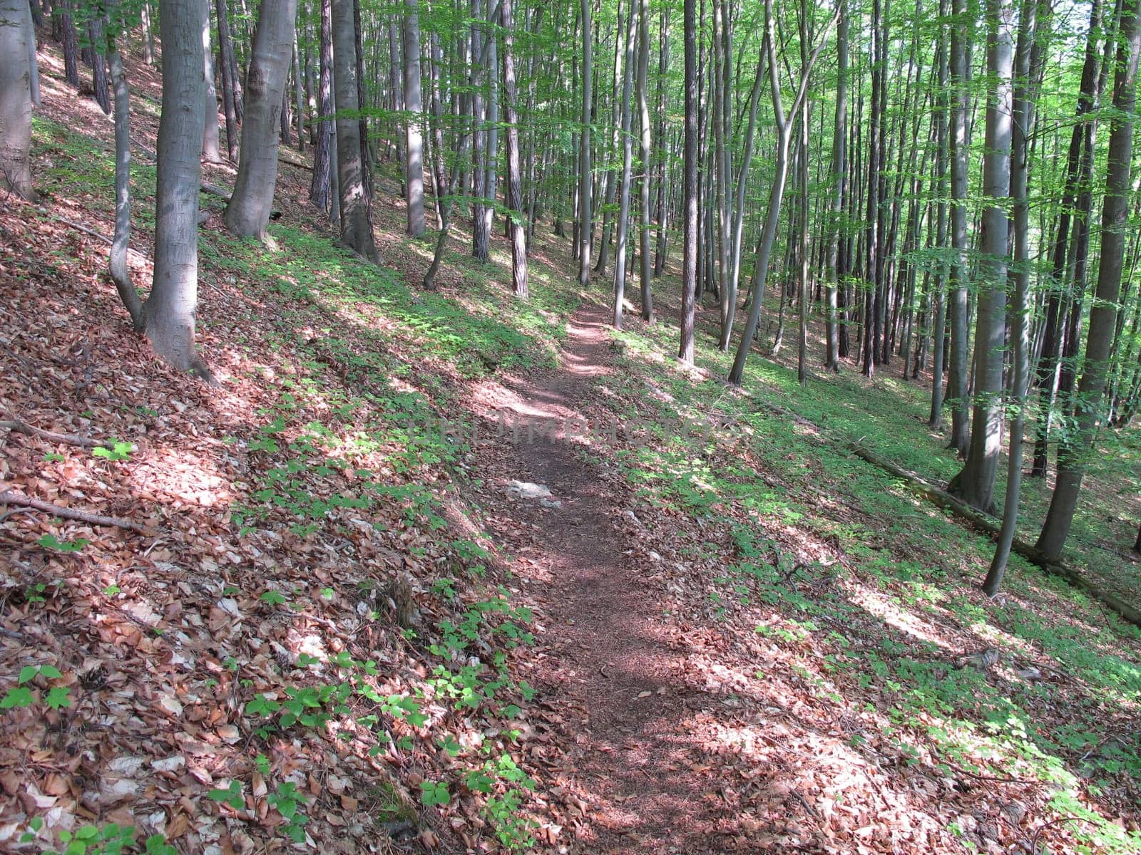 Hiking trail, Jena, Lobeda, Kernberge, Thuringia, Germany, end of May 2019