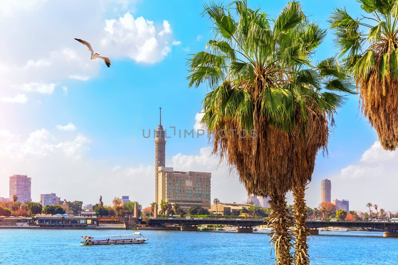 Palms by the Nile in Cairo and the Tower in the background, Egypt.