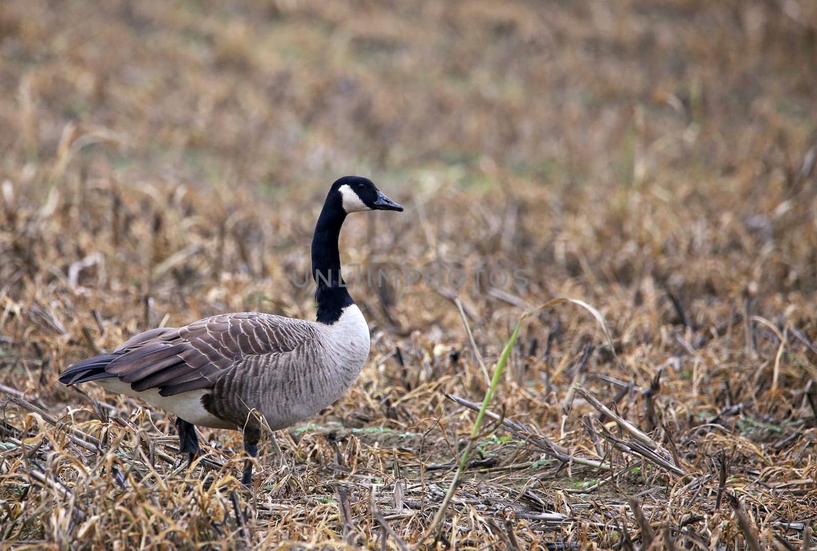 Canada goose Branta canadensis on harvested field