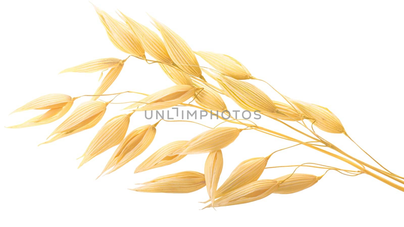 Oat ears (Avena sativa seeds), isolated