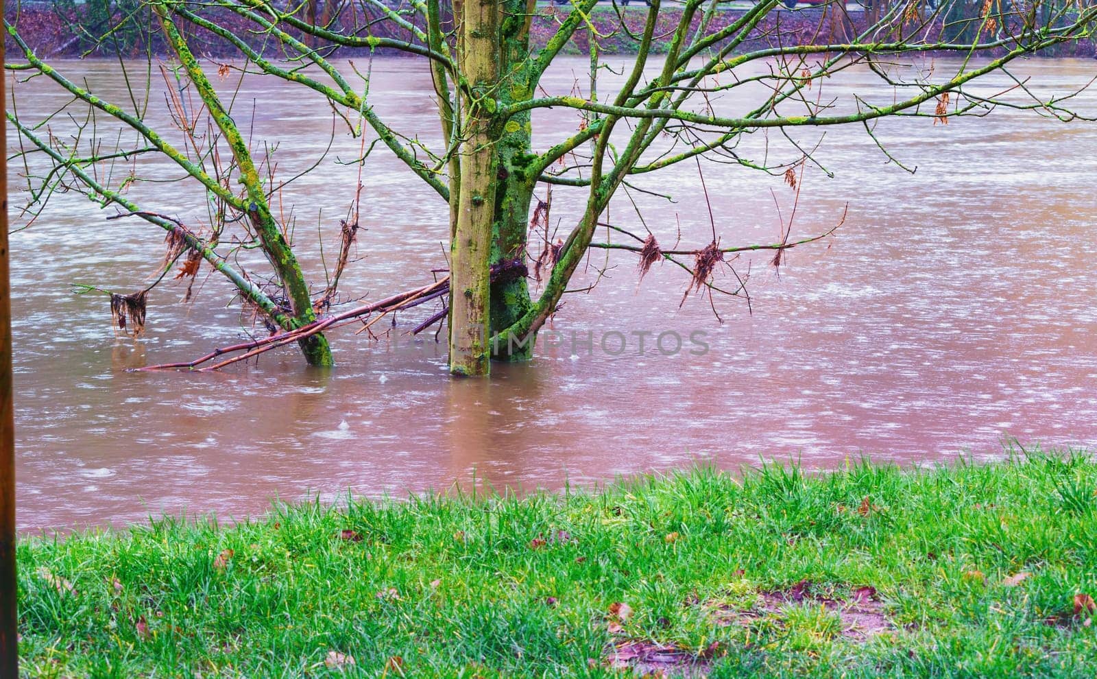 ESSEN, NRW, GERMANY - FEBRUARY 04, 2016:.Tree in the middle of the flood in the river the Ruhr near the city Essen Werden by storm, wind and heavy rain..
