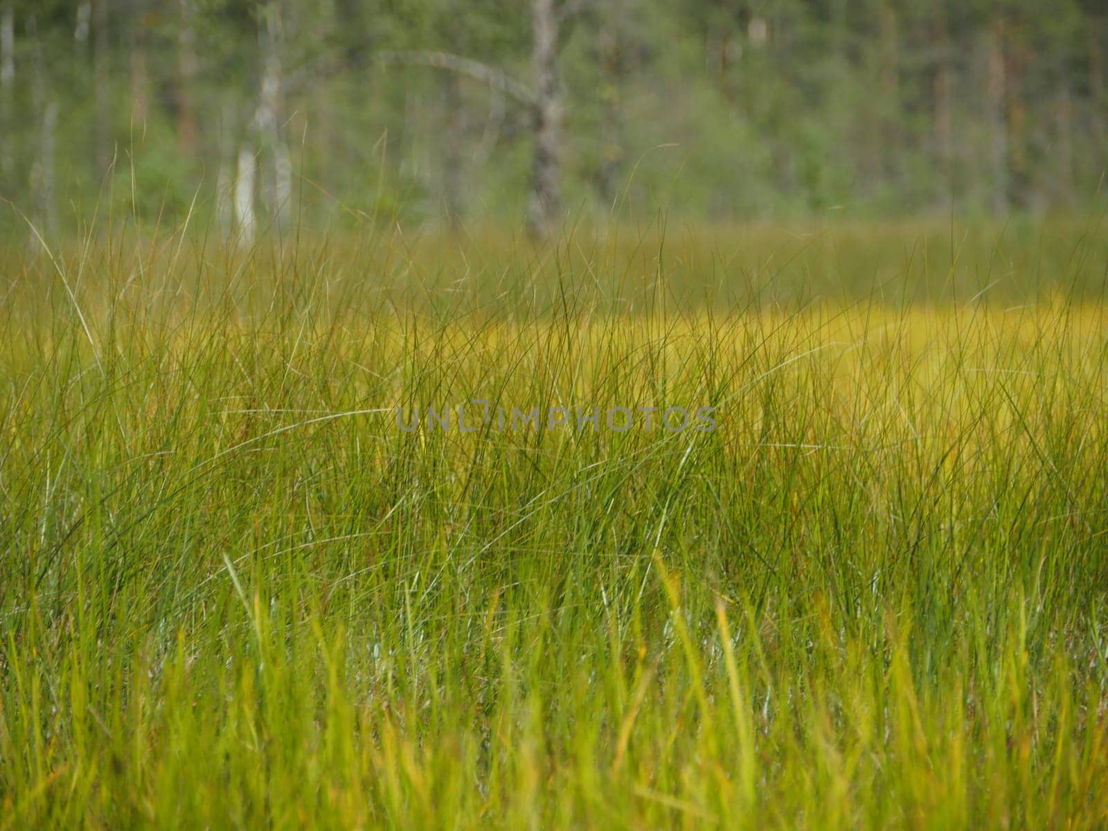Grass in a field, green meadow