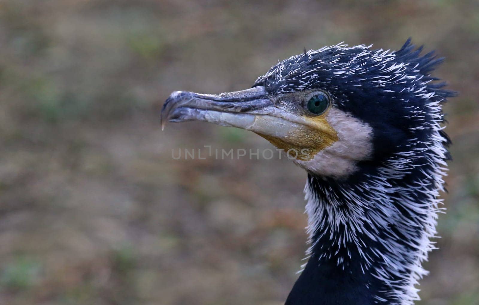 Cormorant Phalacrocorax carbo in portrait