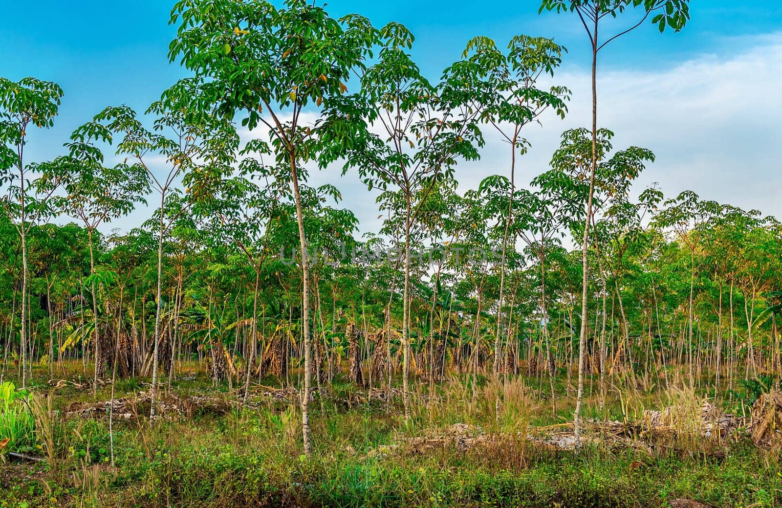 Para rubber tree, latex rubber plantation and tree rubber in southern Thailand