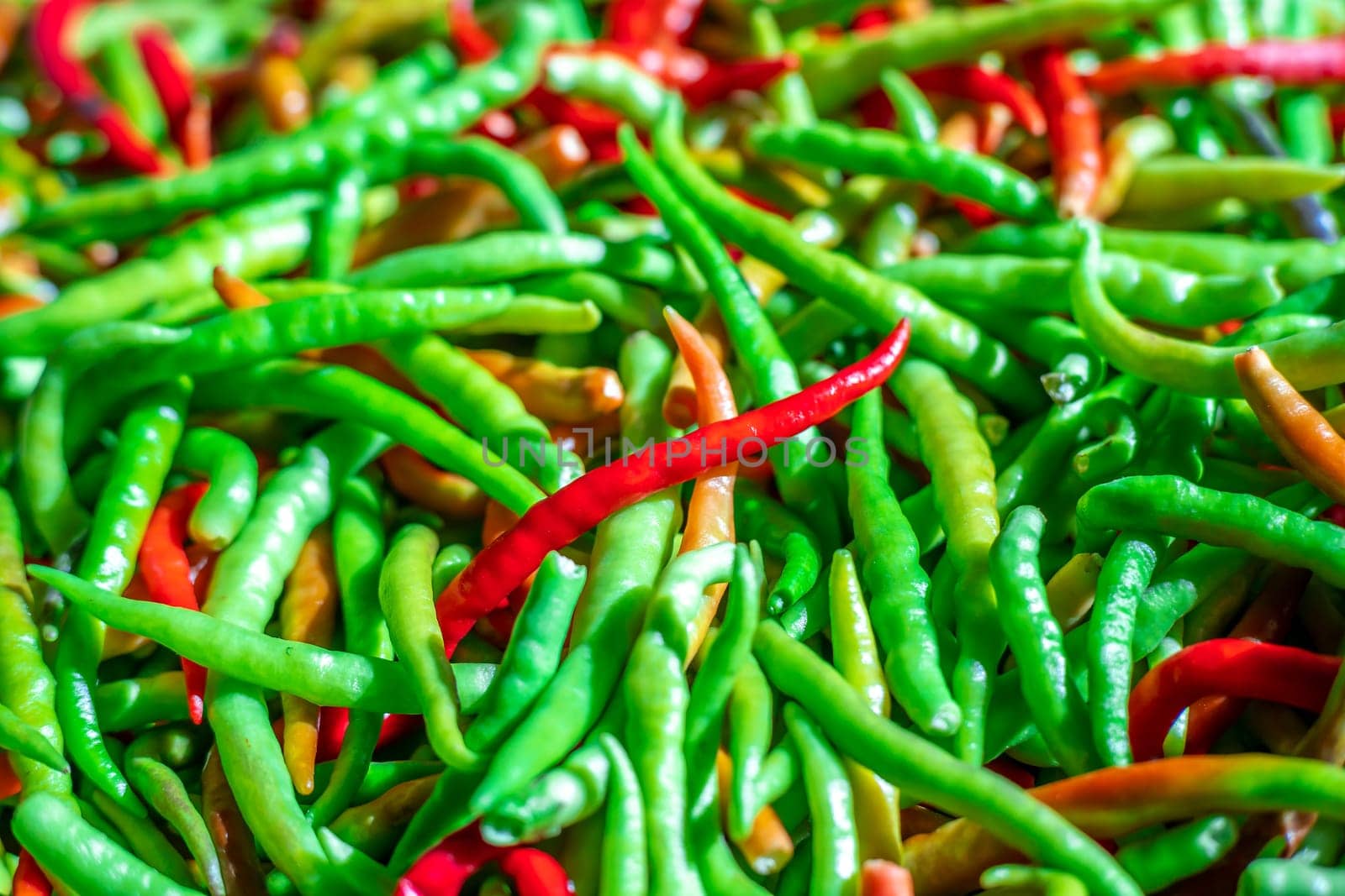 Red pepper on green peppers blurred background. Chilli pepper