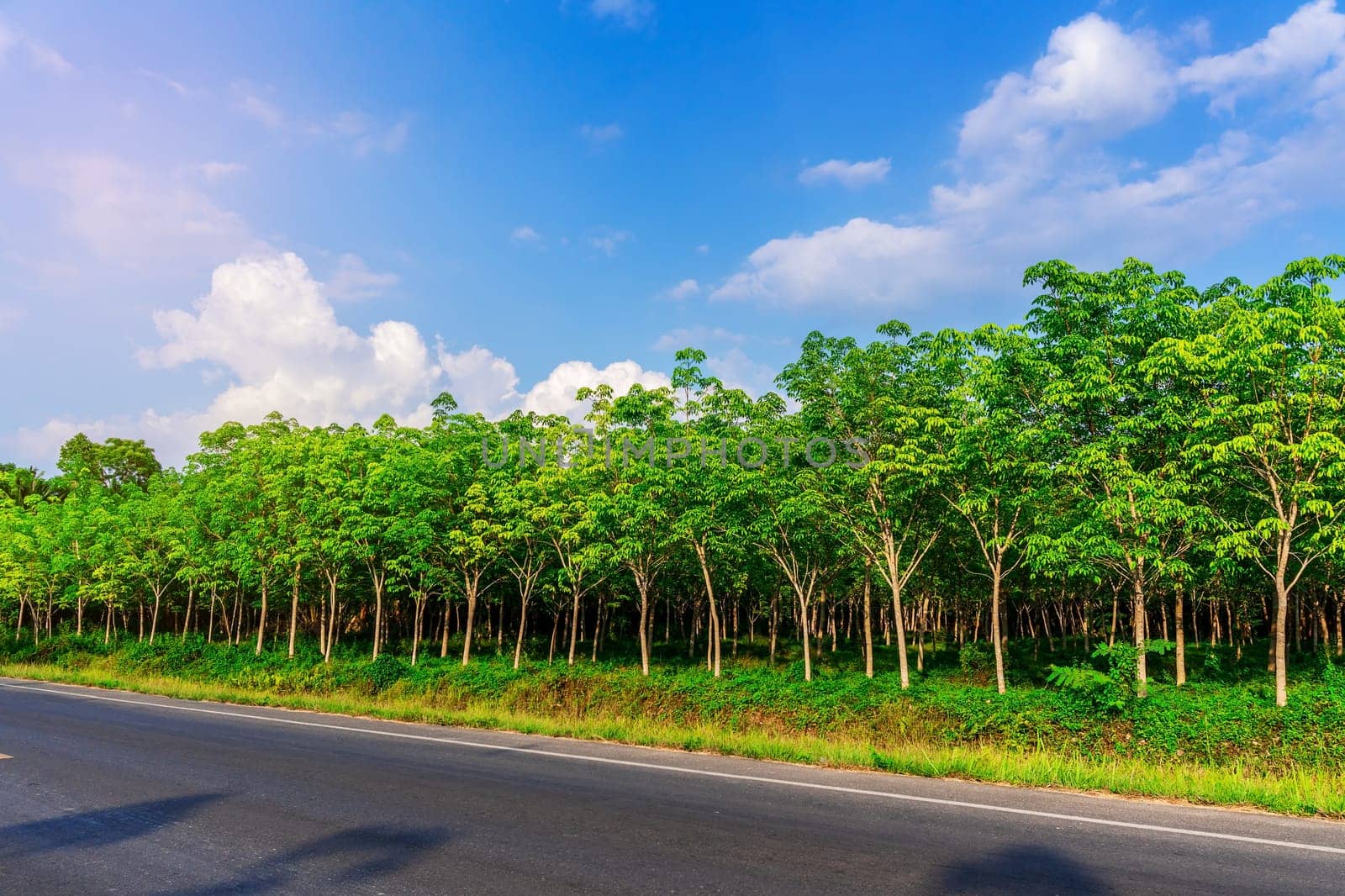 Latex rubber plantation or para rubber tree or tree rubber with road way in southern Thailand