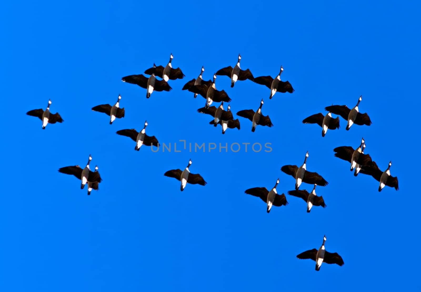 A small flock of Canadian Geese fly on the background the blue sky.