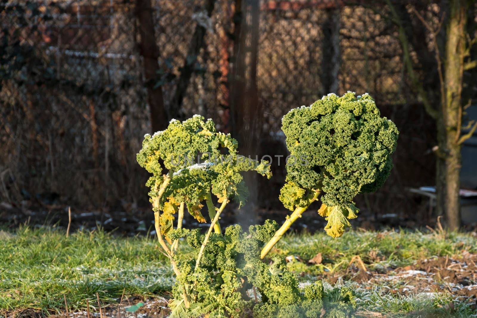 Curly Kale leaves covered with morning frost in Polish garden Winter green vegetable in eco farm.