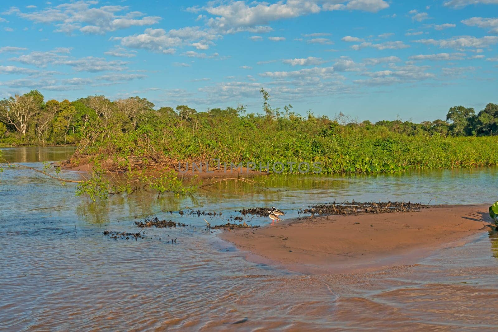 Pantanal Wetlands Panorama on the Cuiaba River in Pantanal National Park in Brazil