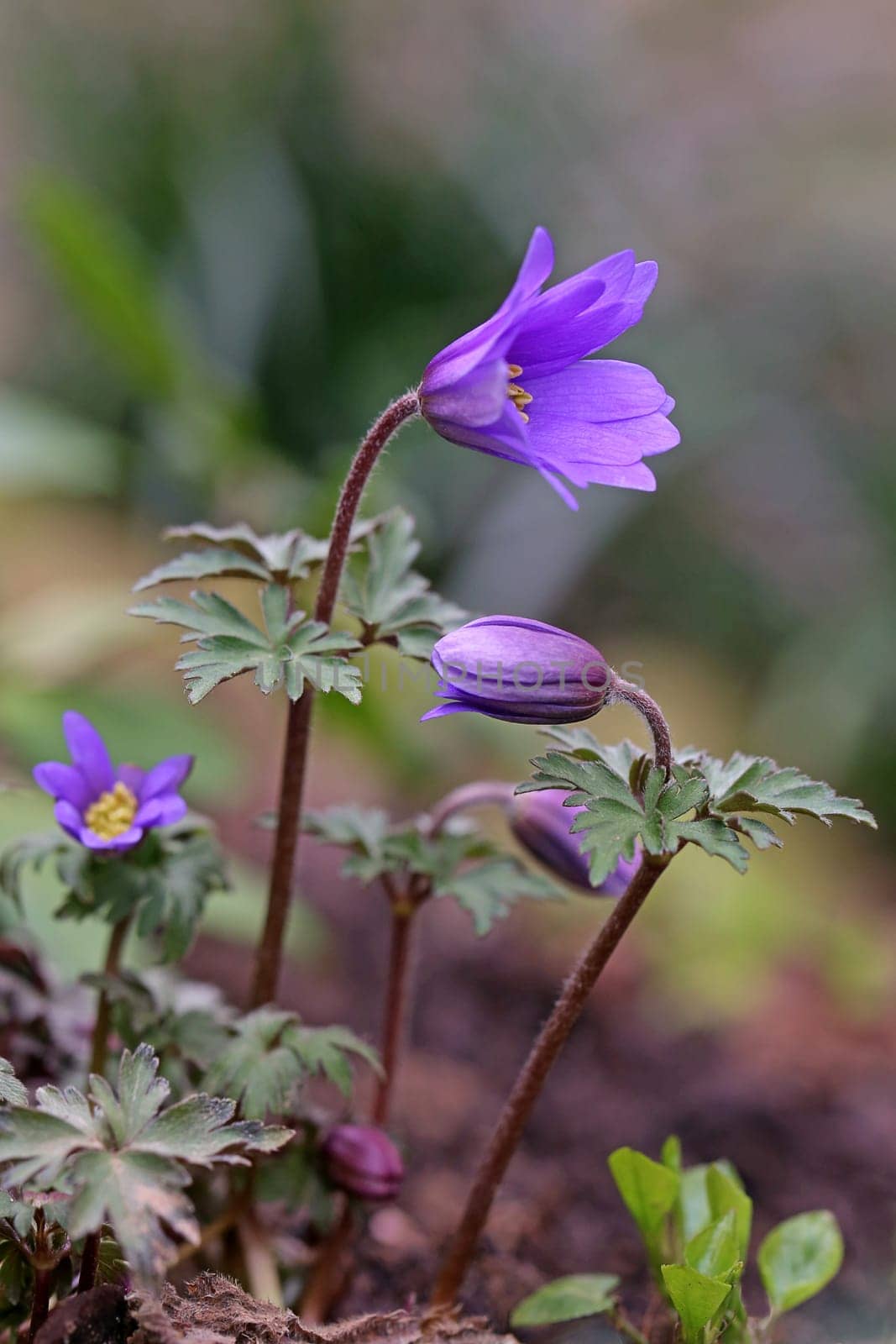 Macro Balkan Anemone or Spring Anemone Anemone blanda