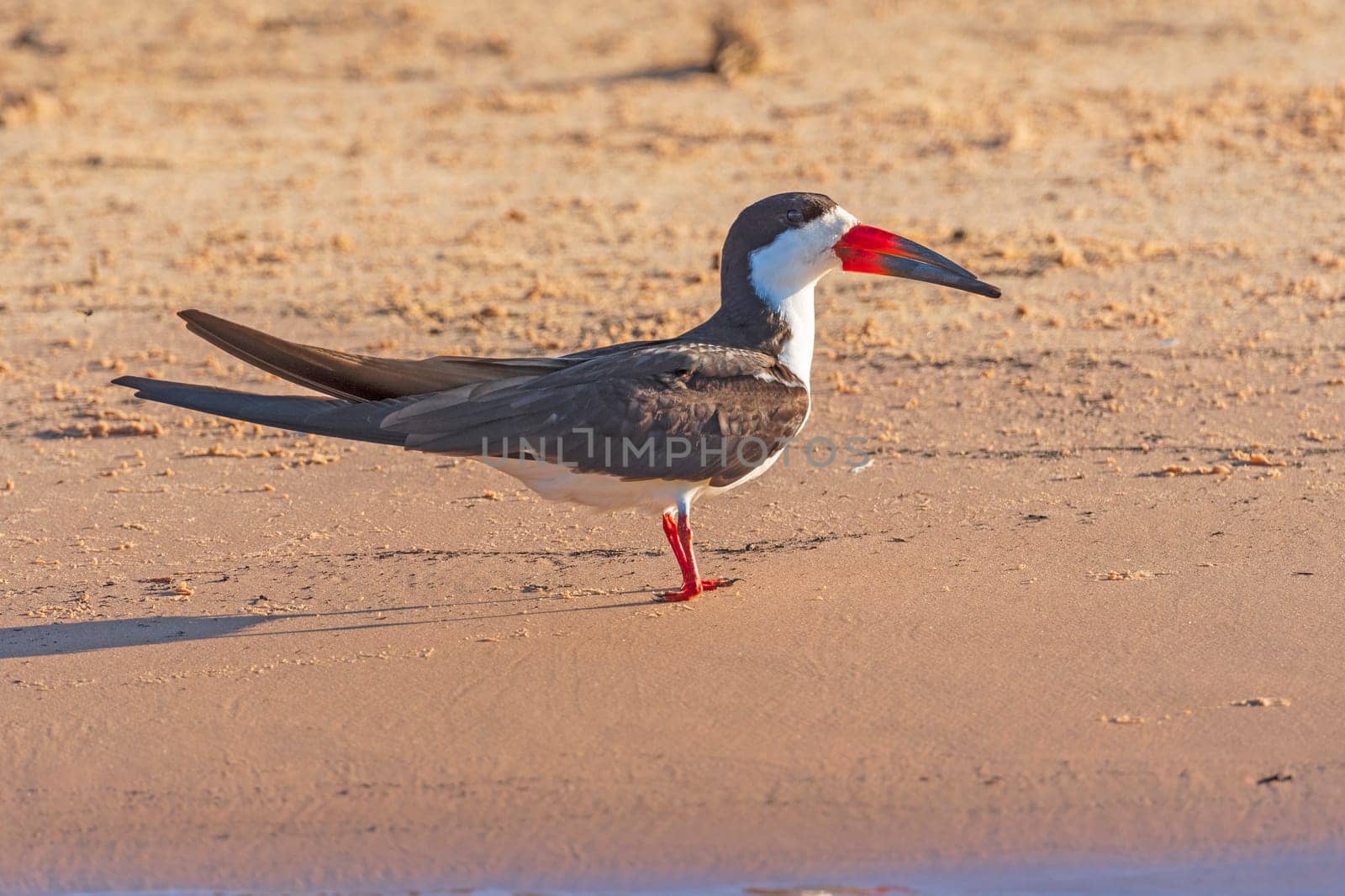 Black Skimmer on a Tropical Sandbar Pantanal National Park in Brazil