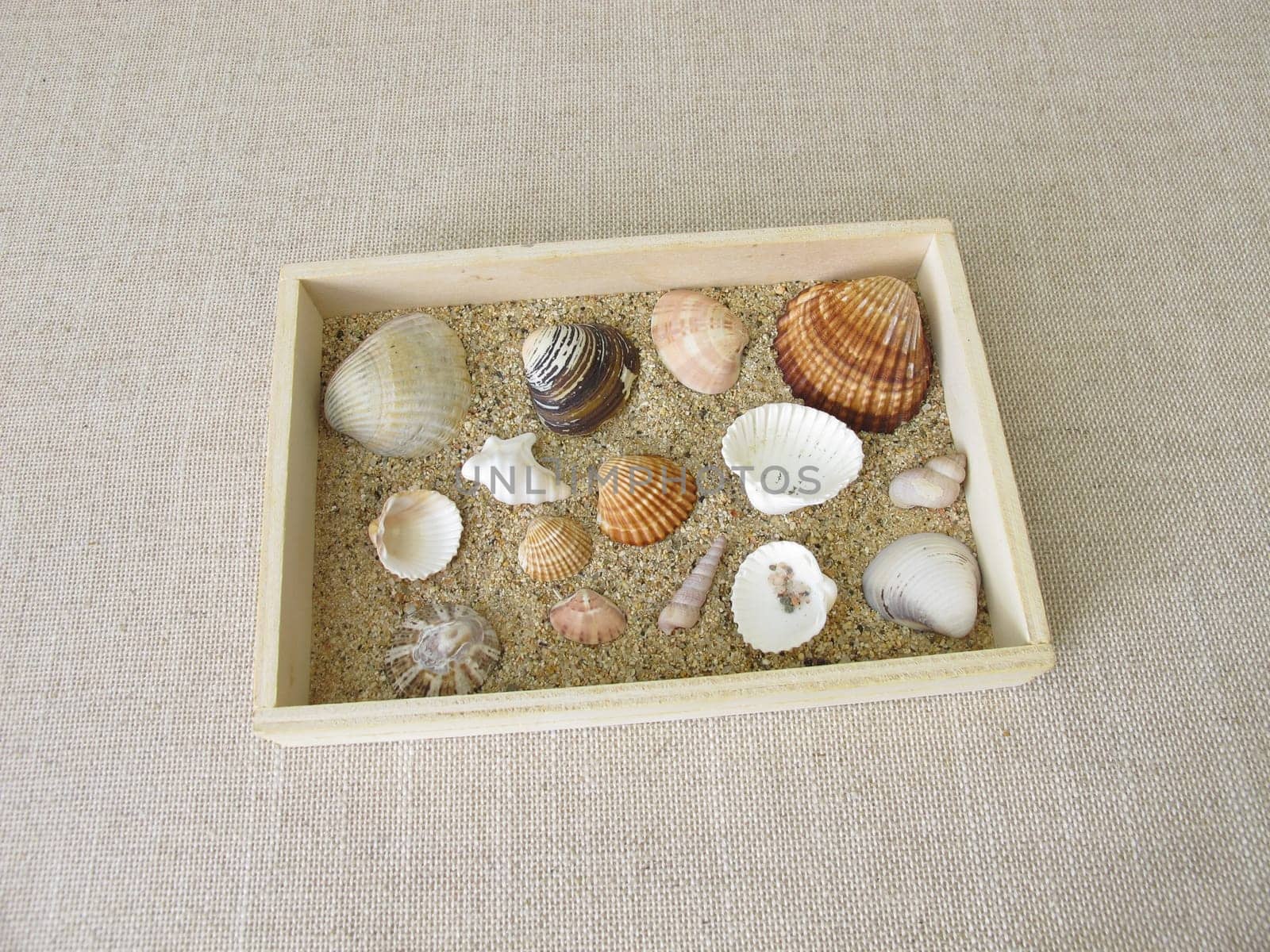Shells, snails and sand from the beach in a small wooden box