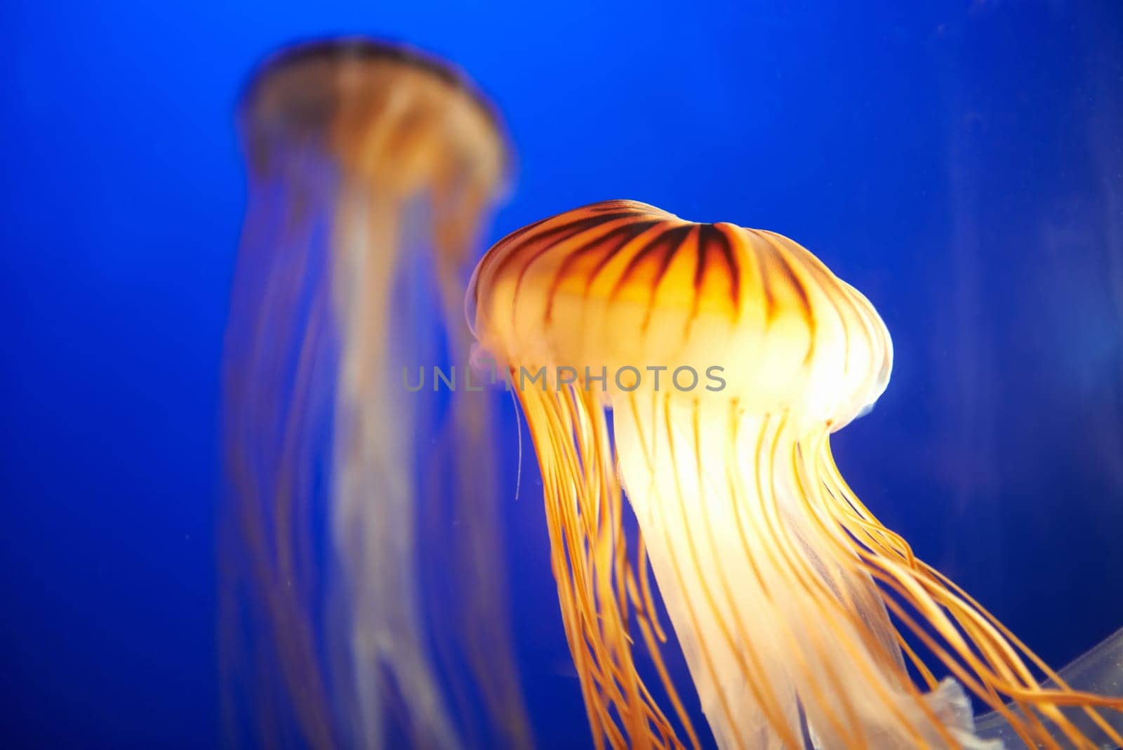 Orange jellyfish (Chrysaora fuscescens or Pacific sea nettle) in blue ocean water