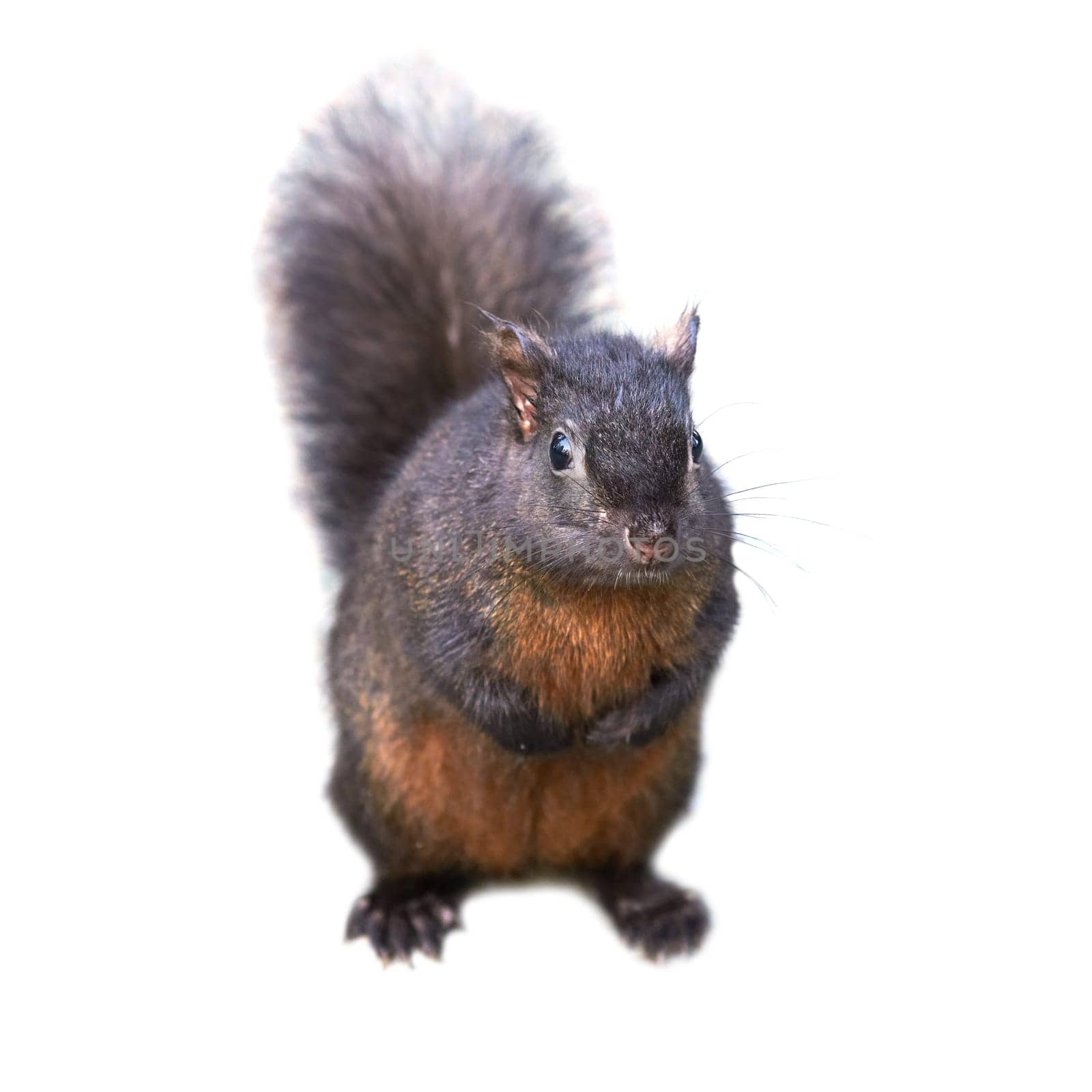 Pretty black squirrel isolated on white background