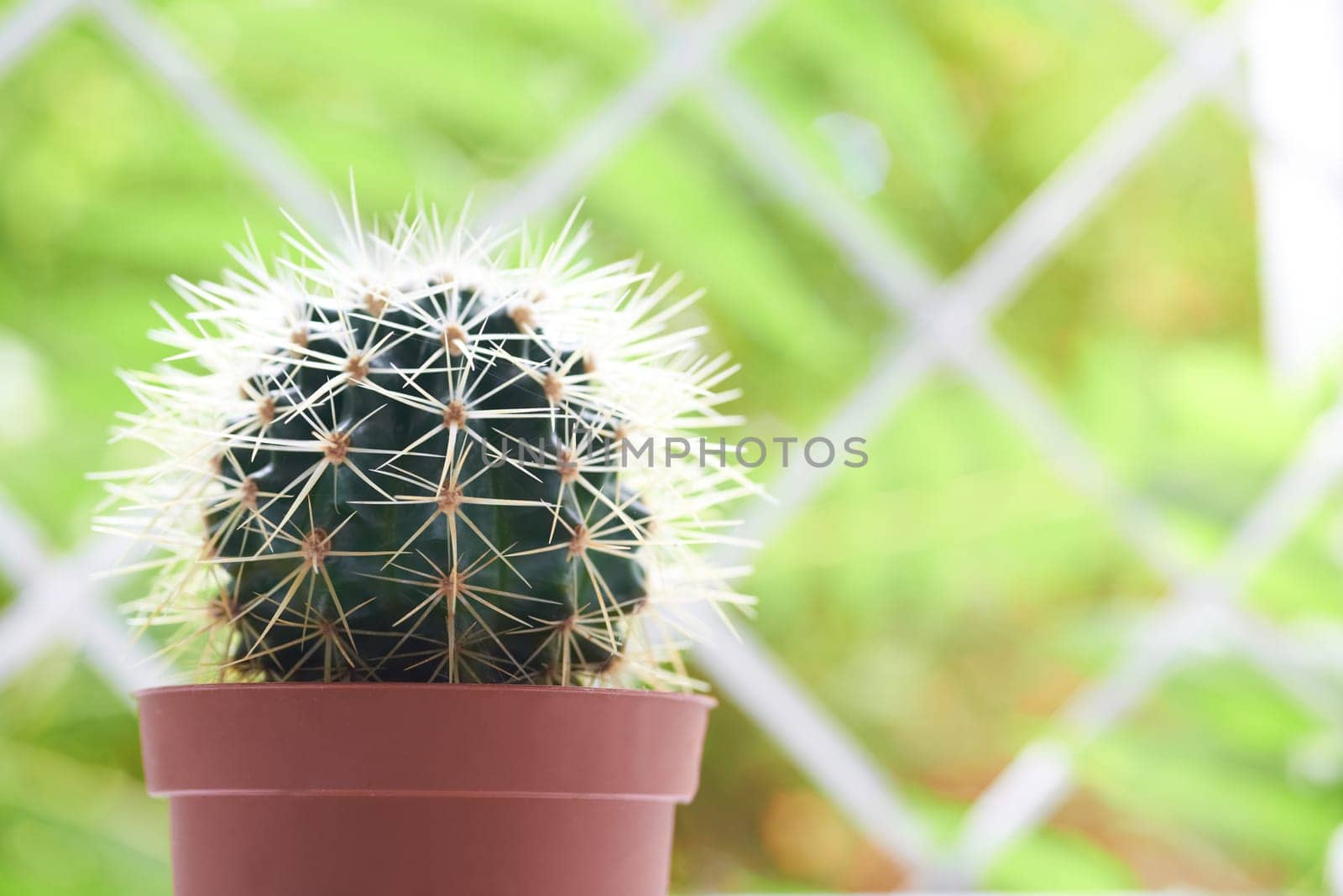 Green cactus on the windowsill with light soft background