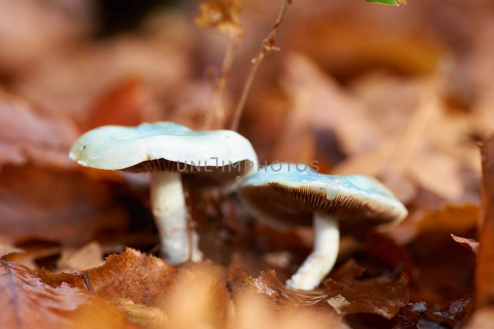 Mushroom toadstool in the yellow leaves. Macro shot