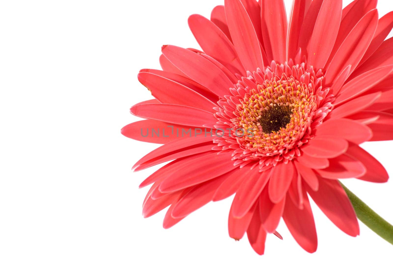 Red flower gerbera isolated on white background