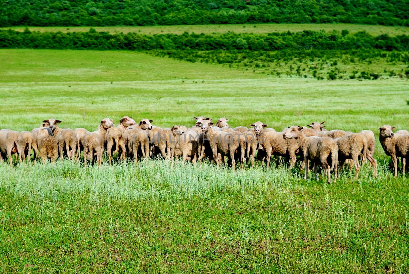 Herd of sheeps on the green field.