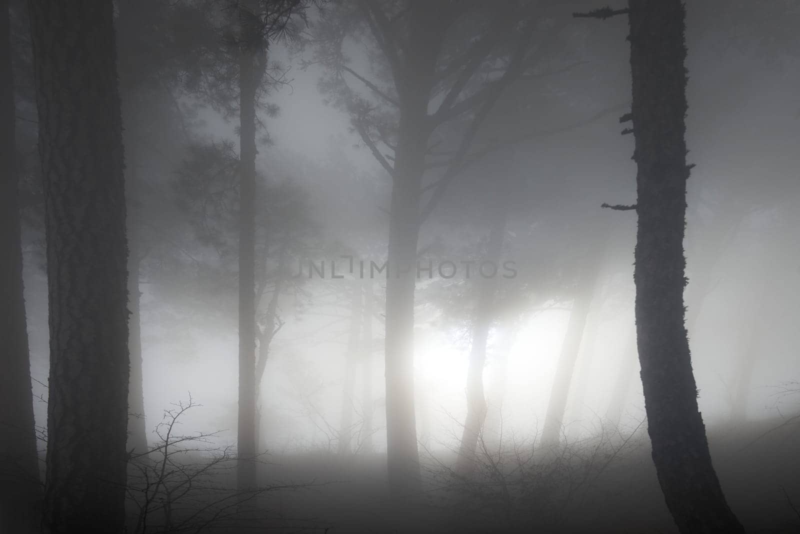 Mystery misty forest with big dark pine trees