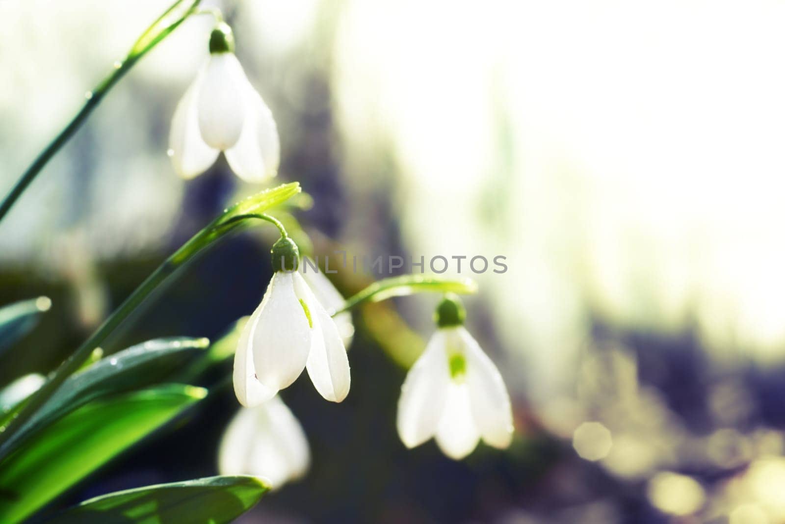 Spring snowdrop flowers in the forest