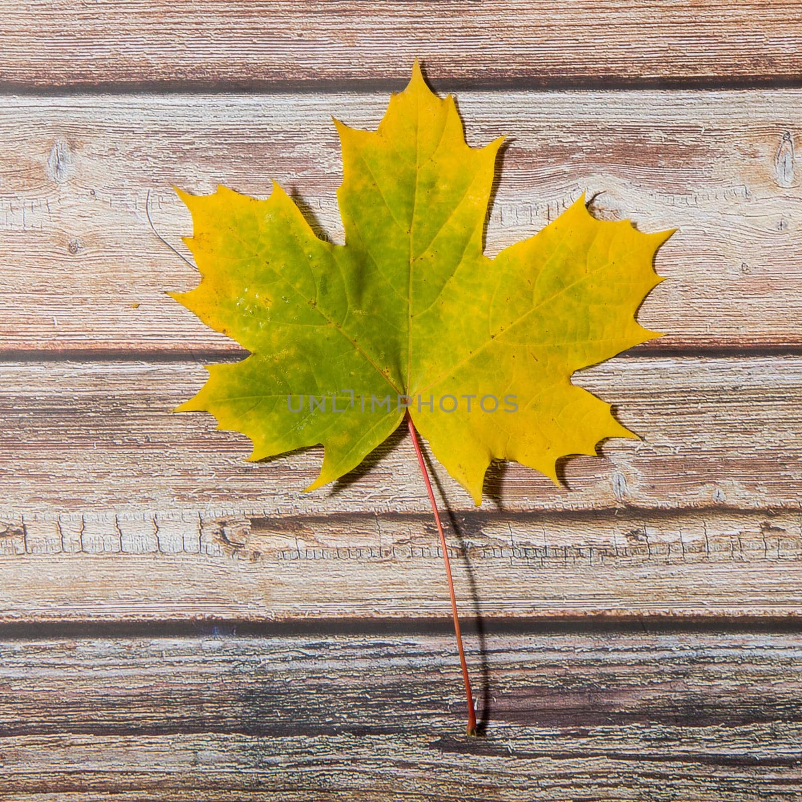 Yellow autumn leaves on a wooden background.