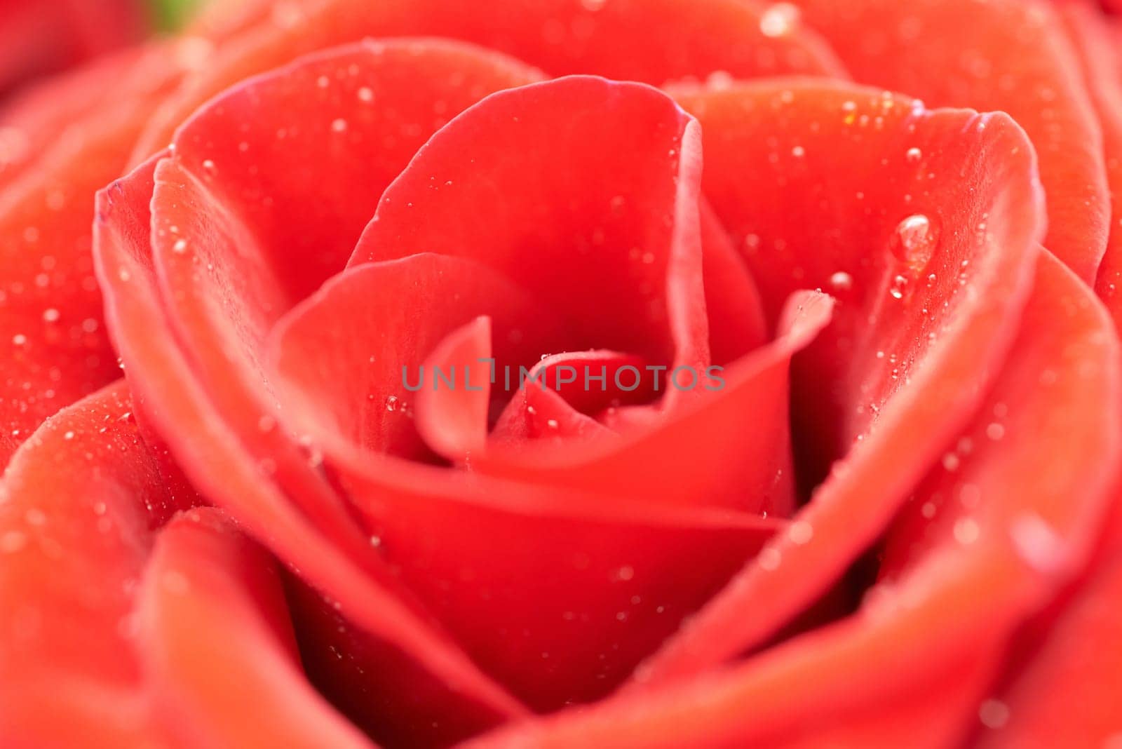 Beautiful dark red rose. Close-up macro view