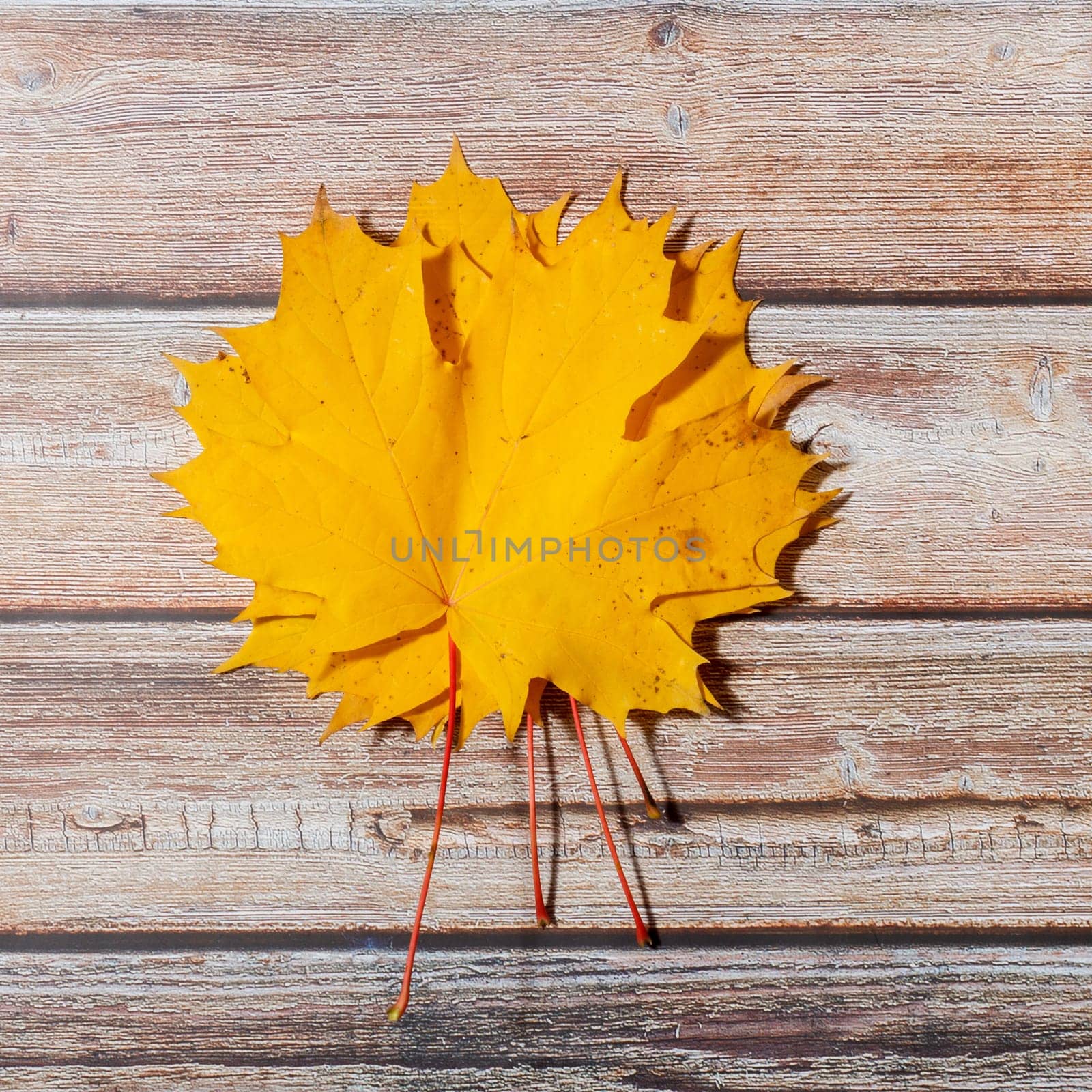 Yellow autumn leaves on a wooden background.