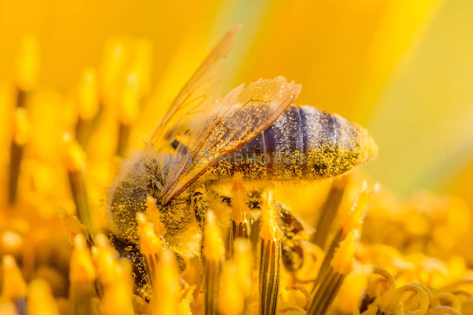 Animal sitting at summer sun flower and collect for important environment ecology sustainability. Awareness of nature climate change.