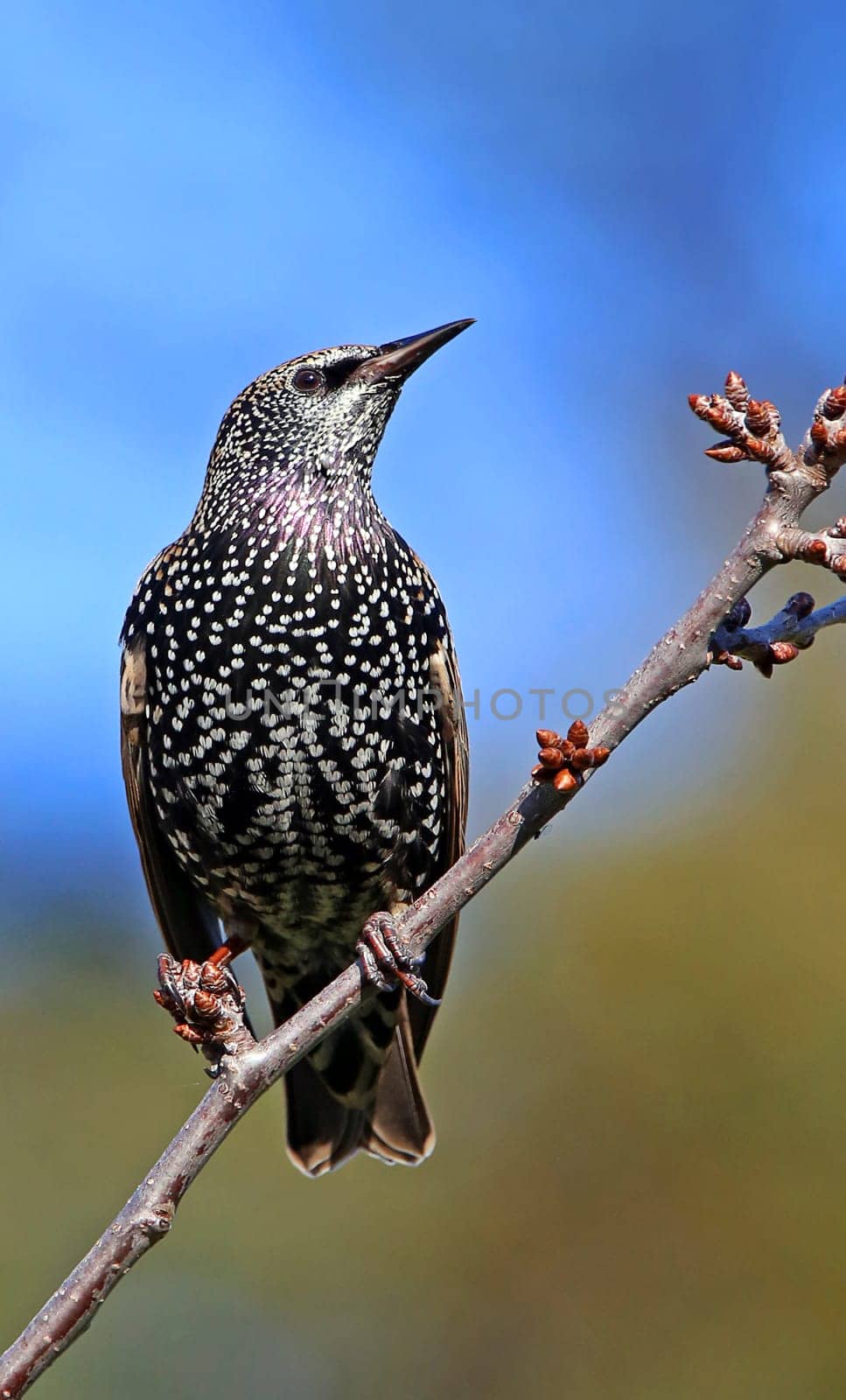 Telephoto Star Sturnus vulgaris