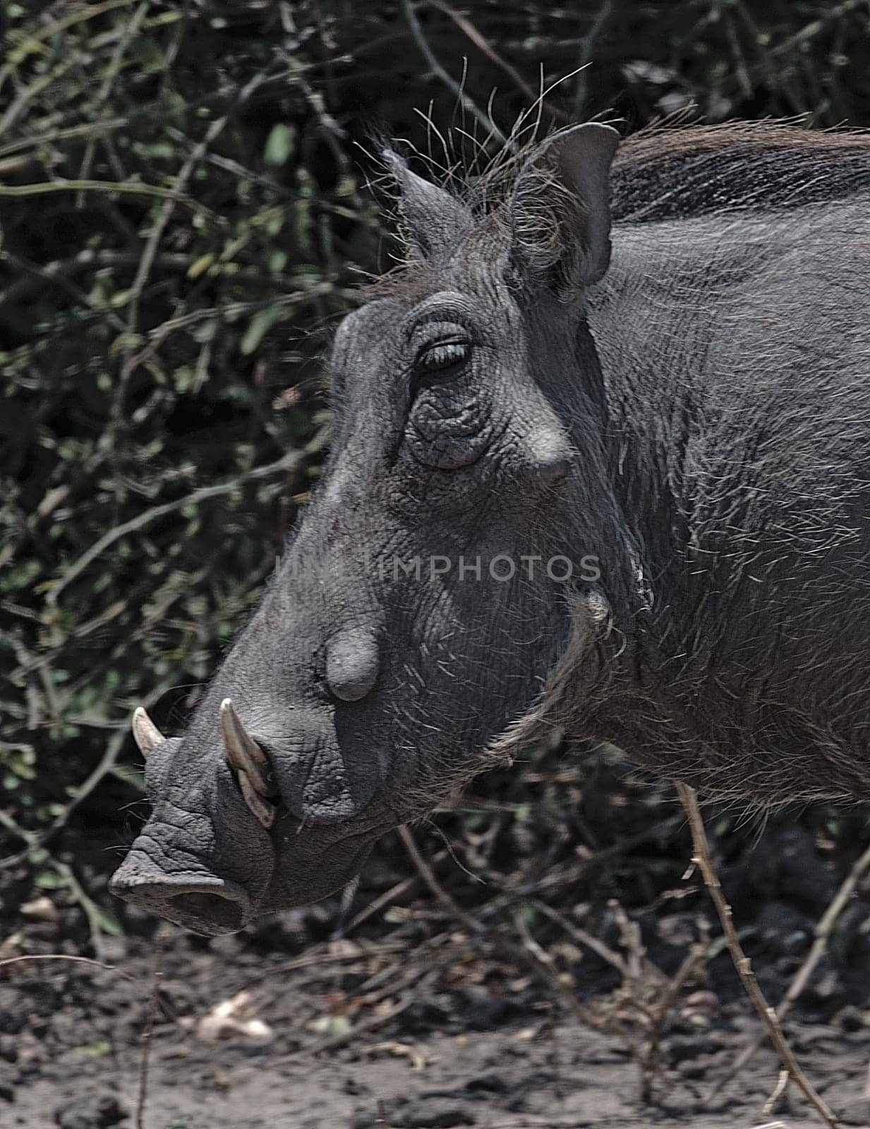 A common Warthog Phacochoerus africanus runs alone through thick bushes