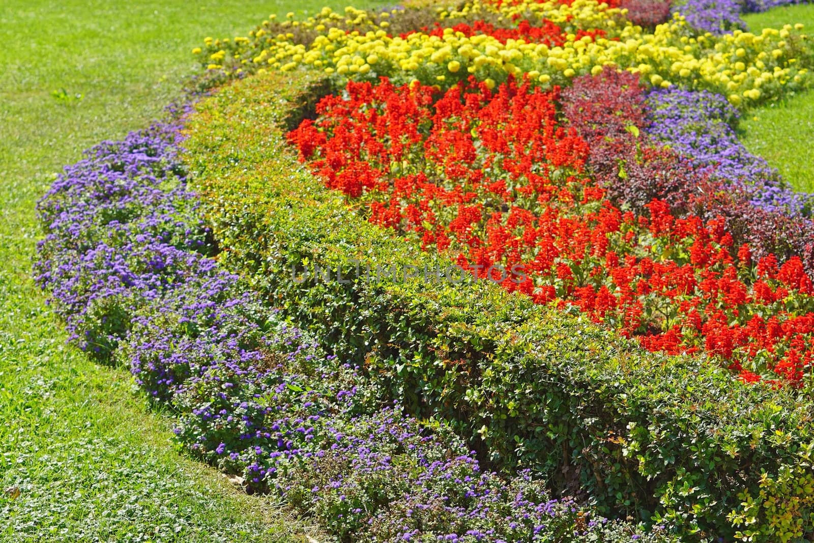 Beautiful flowers in city park at sunny day