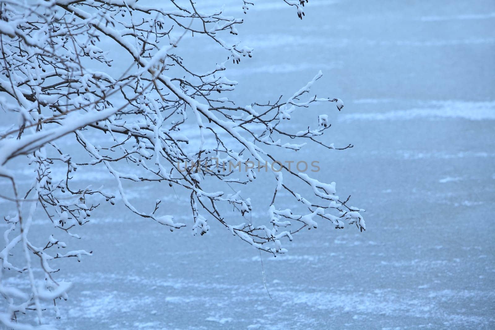 snow on tree branches winter landscape, Snowfall in nature