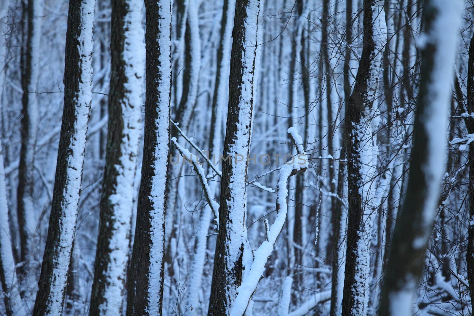 thick dark winter forest in snow