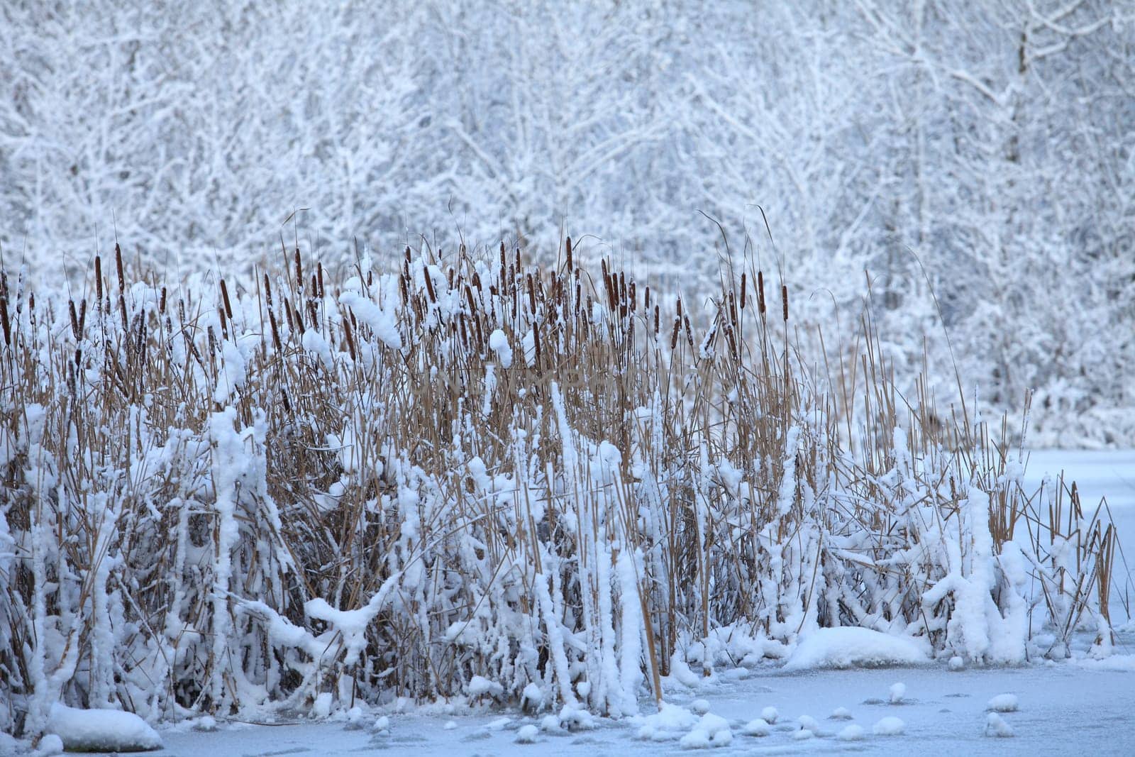 snow-covered lake, reeds in the snow in the foreground