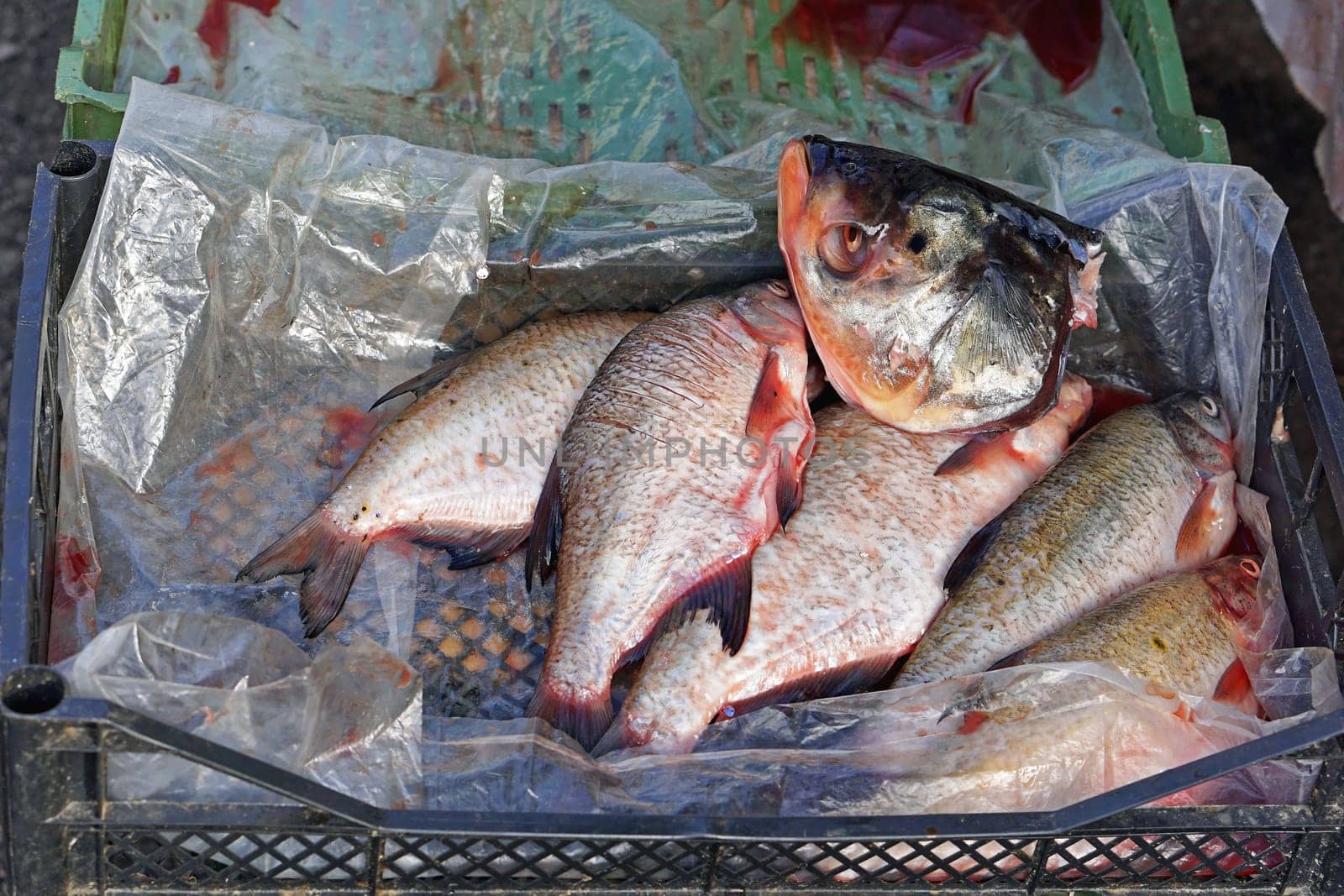 Fresh carp fish in crate at market