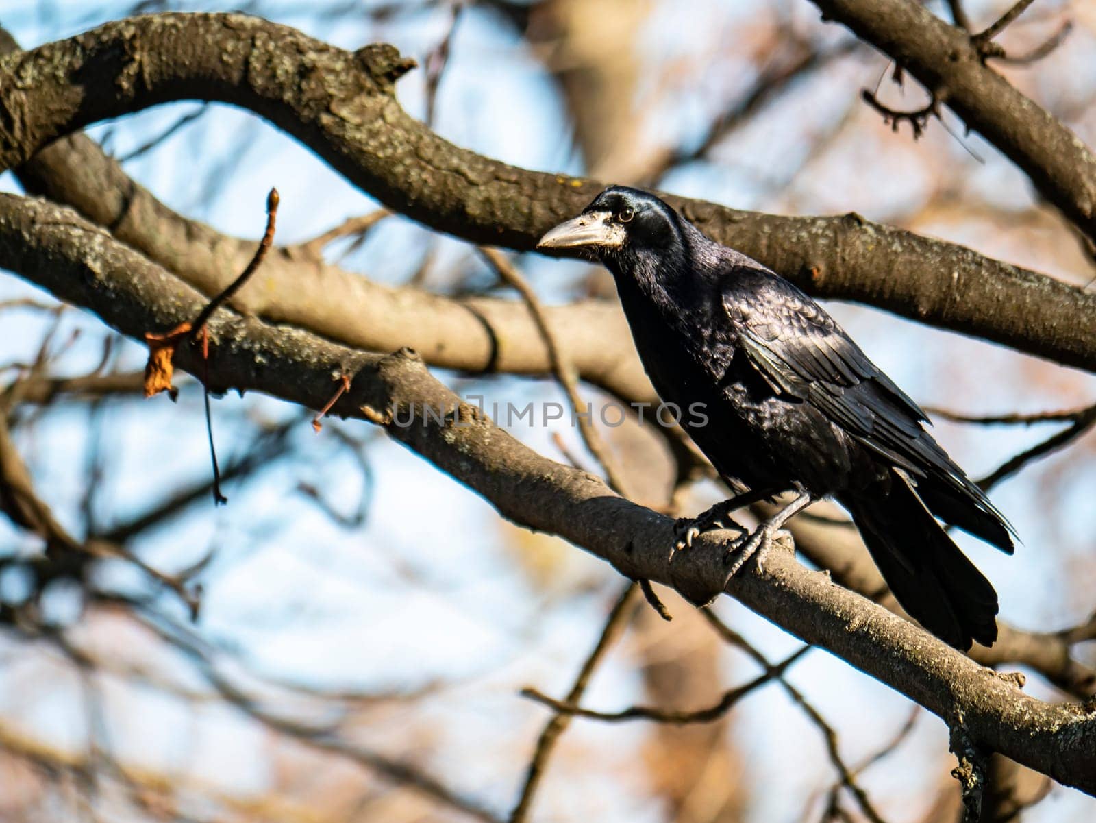 Black crow bird on a tree branch. Natural background.