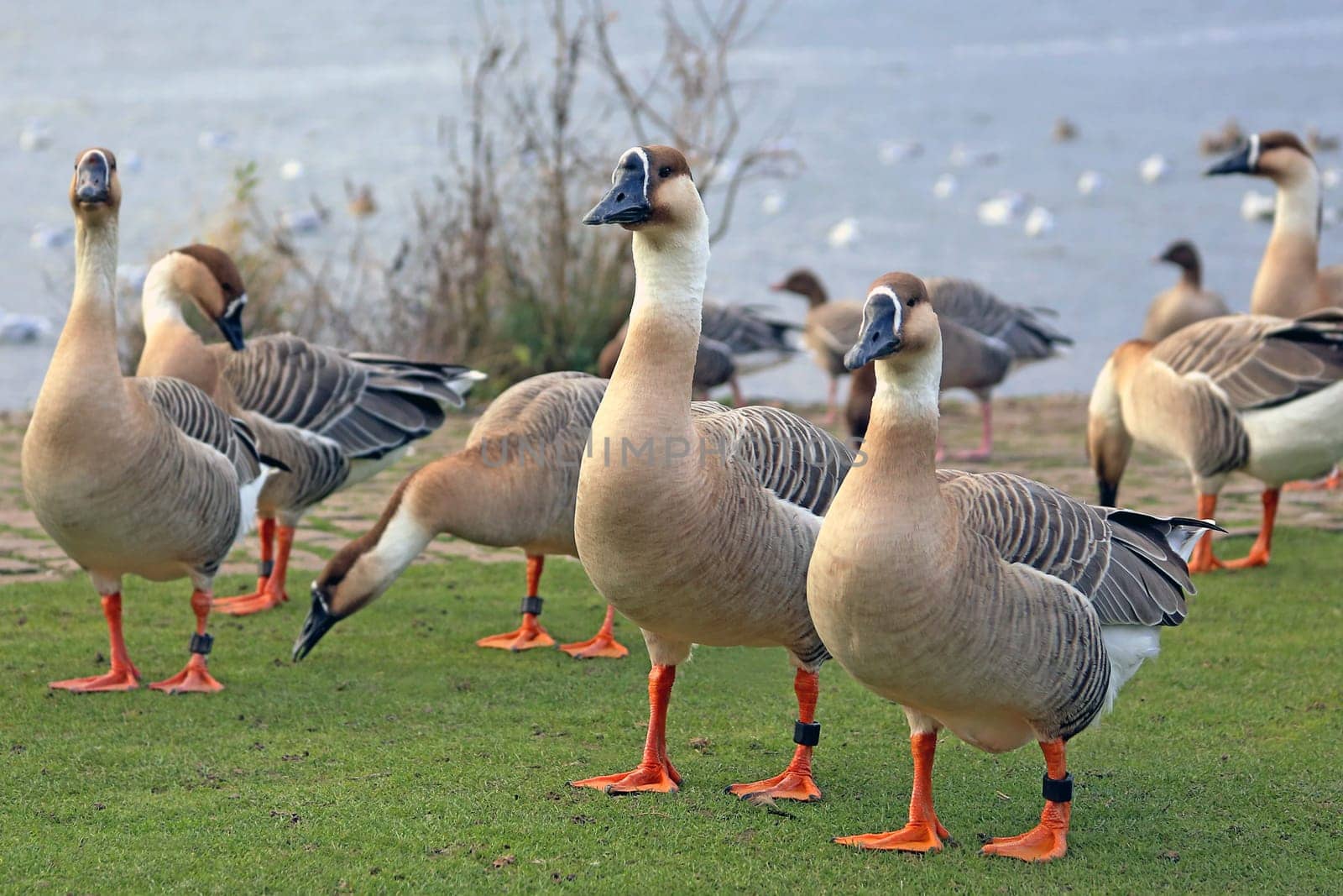Swan geese Anser cygnoides on the Neckarwiese in Heidelberg