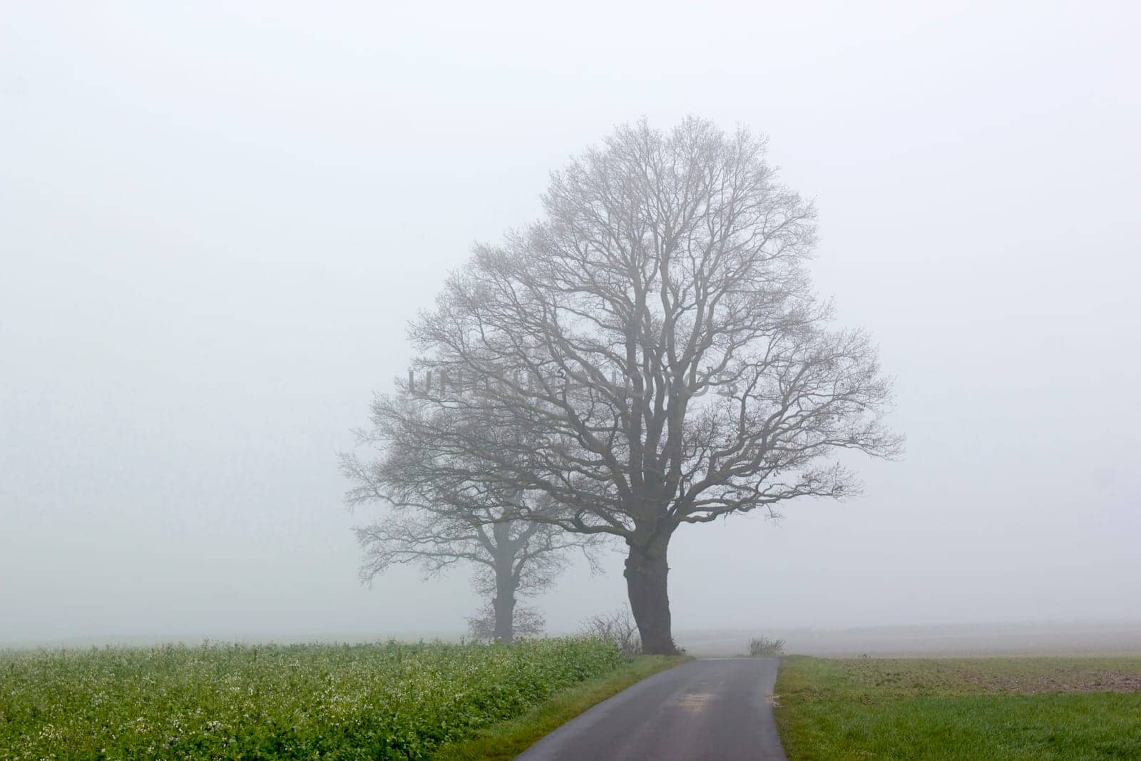 Foggy road and trees. Early morning landscape, Germany