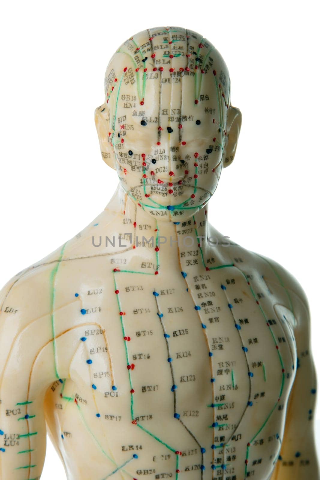 Acupuncture Model isolated on white background