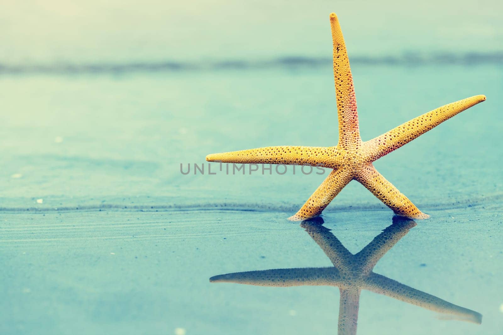 Starfish in water on sandy beach. Yellow sea star