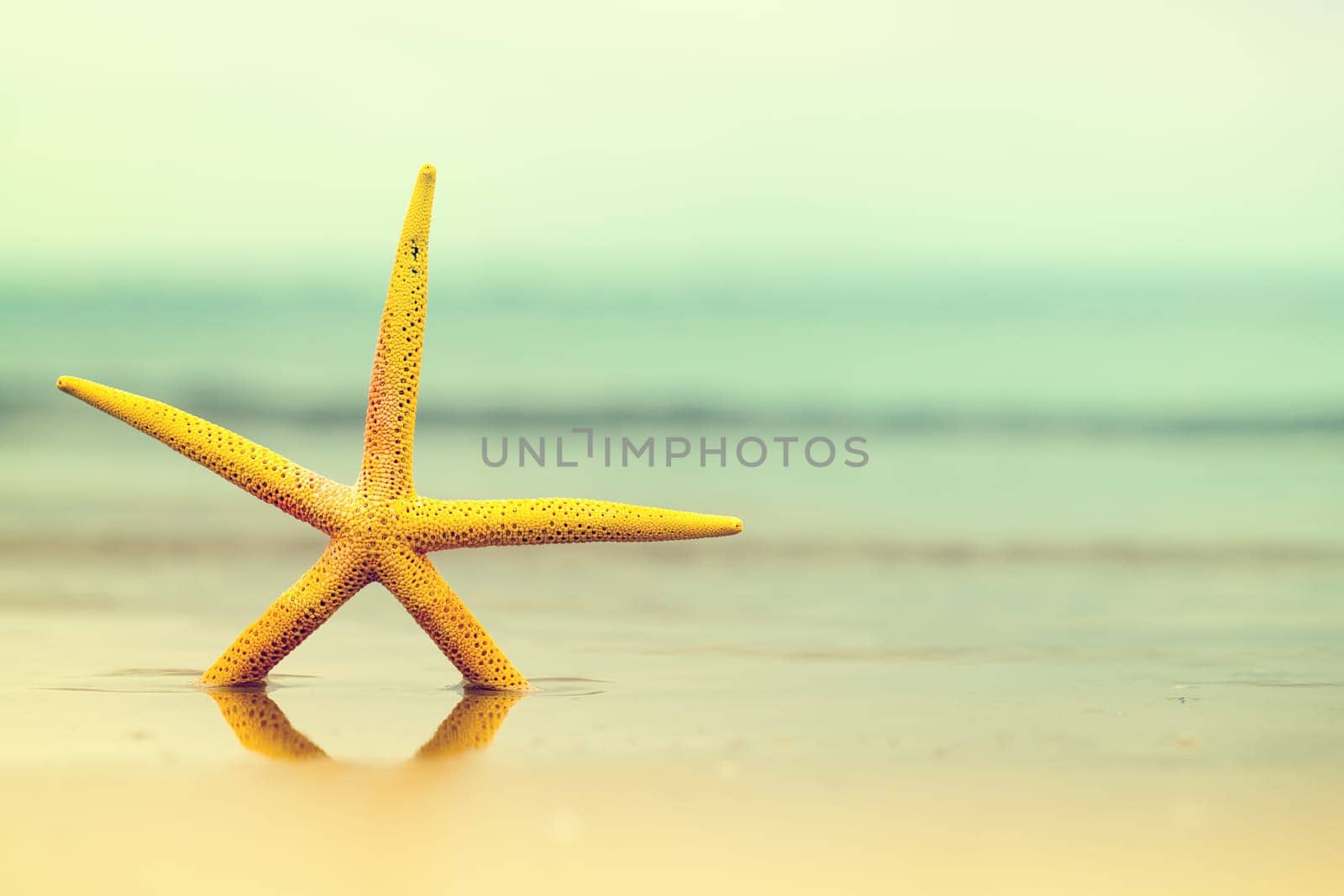 starfish in water on sandy beach.yellow sea star. copy space