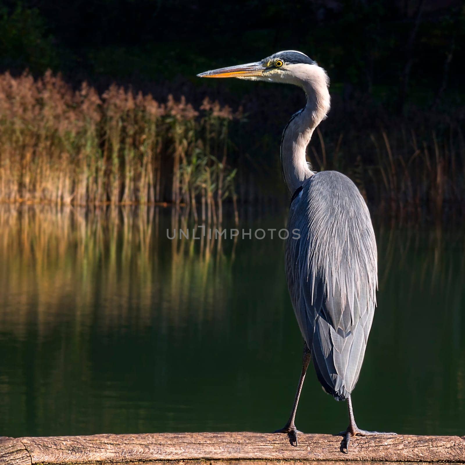 Fish heron on the Lauer