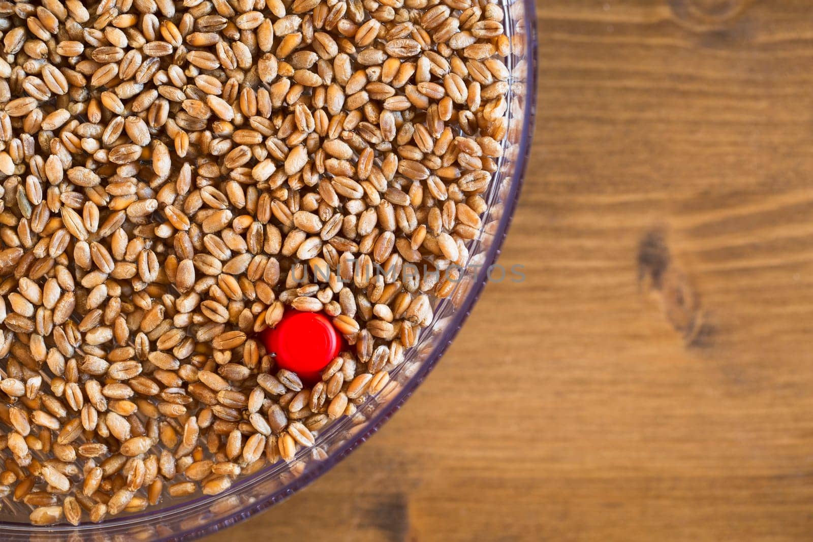 Wheat berries for sprouting in sprouting tray.