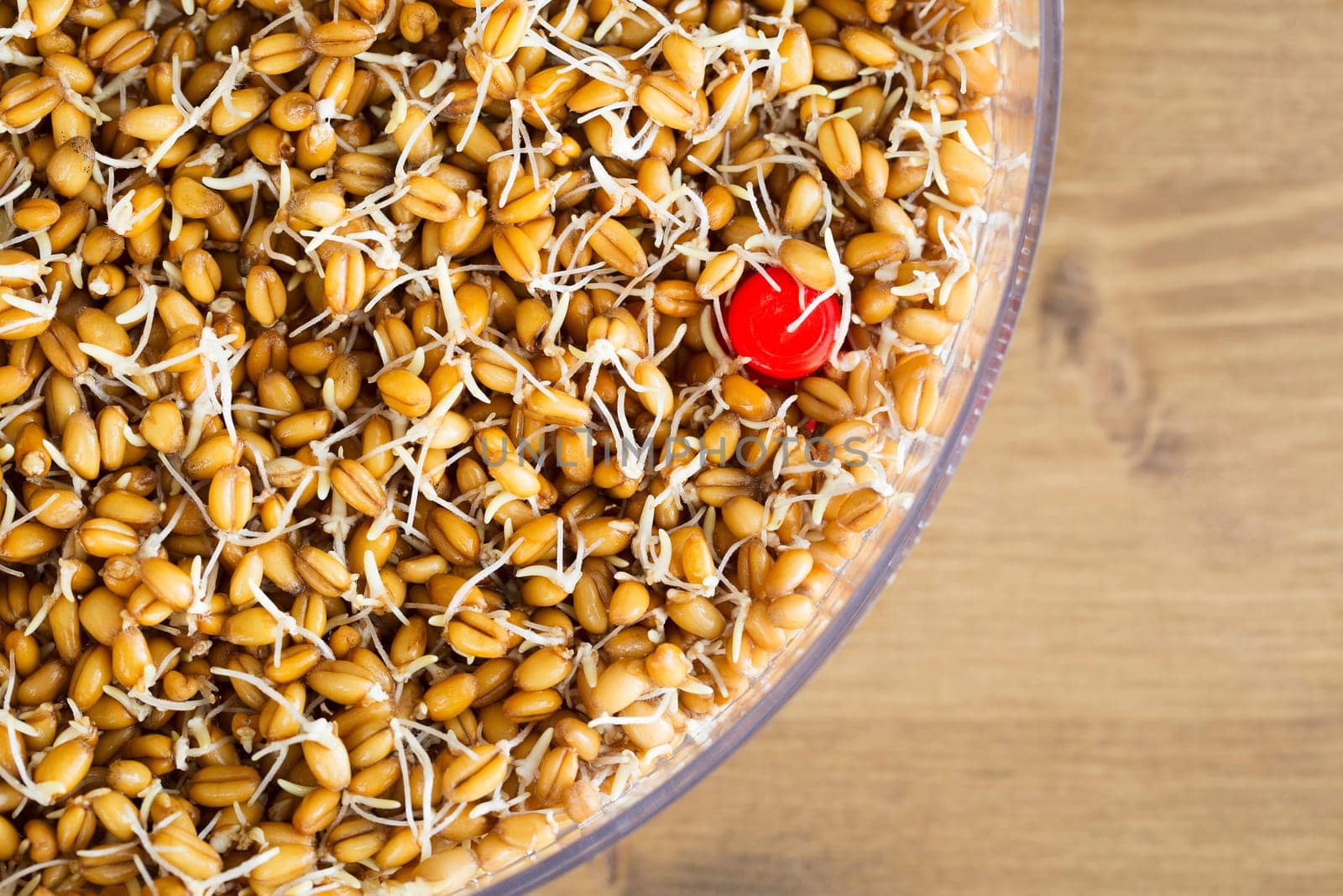 Sprouting whole wheat in a sprouting tray from above.