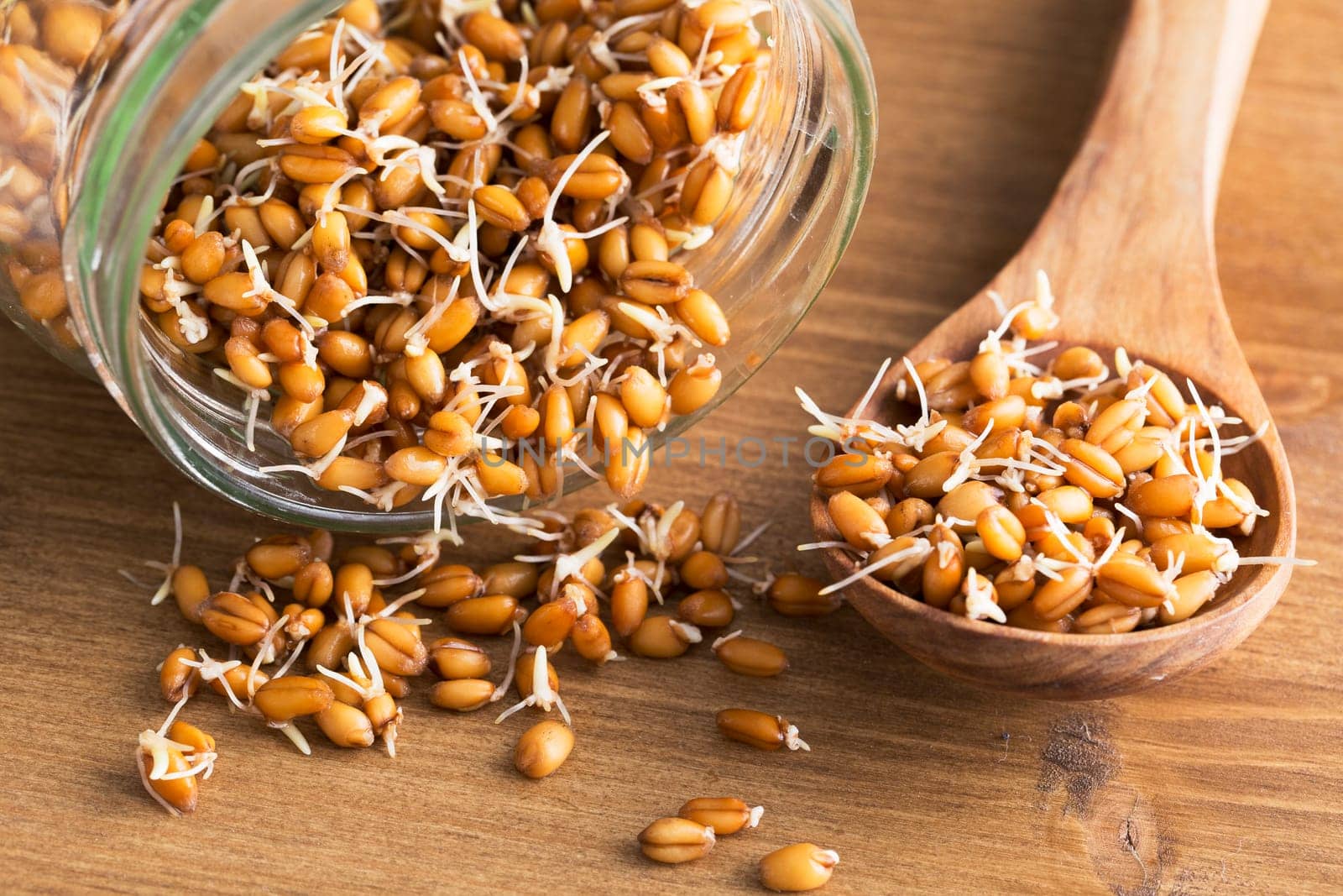 Whole wheat sprouts in wooden spoon and spilling from sprouting jar