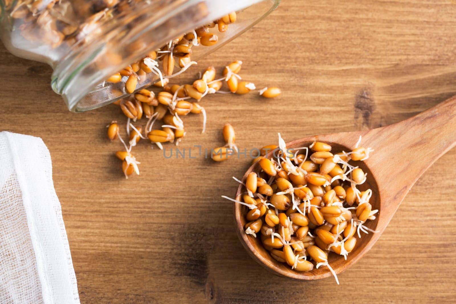 Whole wheat sprouts in wooden spoon and spilling from sprouting jar