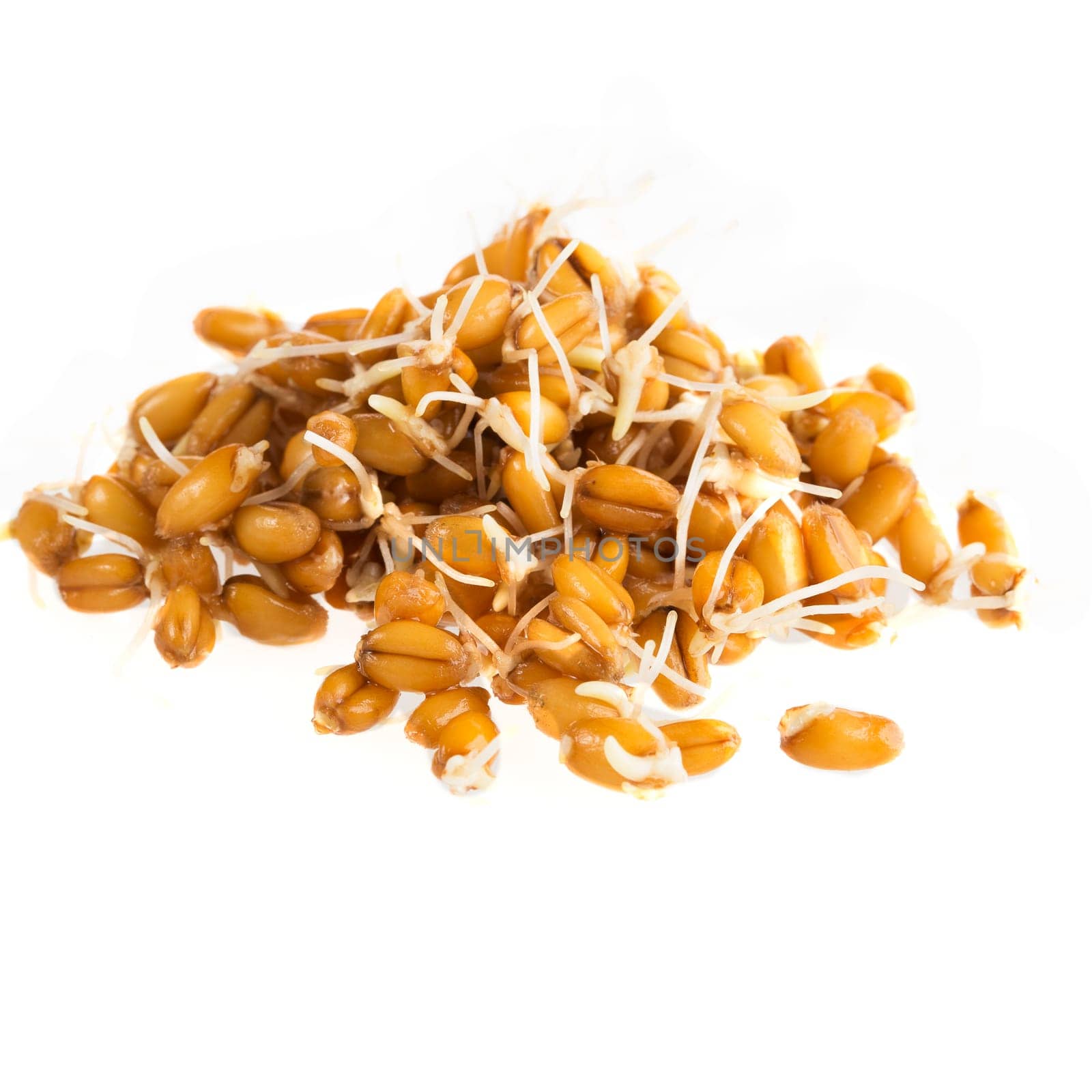 Heap of sprouting whole wheat isolated on white background.