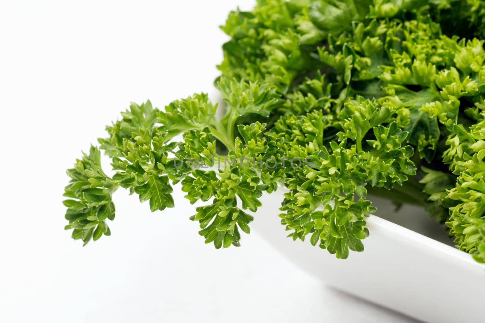 Fresh french parsley green herb in dish on white background.